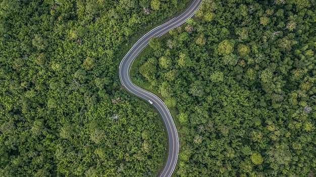 Vista aérea de uma estrada sinuosa no meio de árvores na floresta