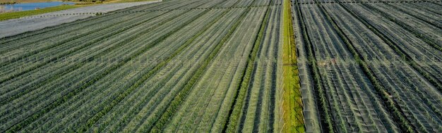 Vista aérea de uma estufa de plástico em um pomar de maçã