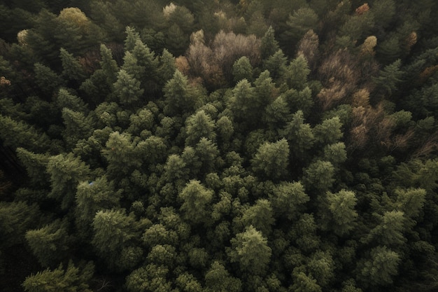 Vista aérea de uma floresta com uma floresta ao fundo