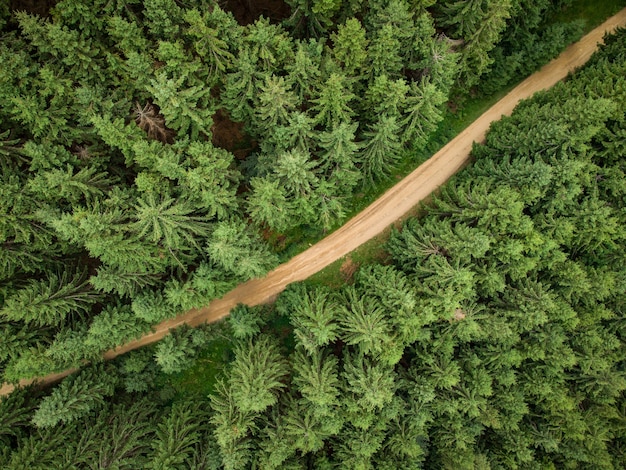 Vista aérea de uma floresta de coníferas por onde passa uma estrada de terra nas montanhas