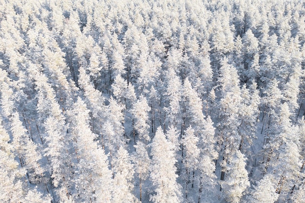 Vista aérea de uma floresta de pinheiros coberta de neve de inverno. Textura da floresta de inverno. Vista aérea. Vista aérea do drone de uma paisagem de inverno. Fundo de floresta coberto de neve