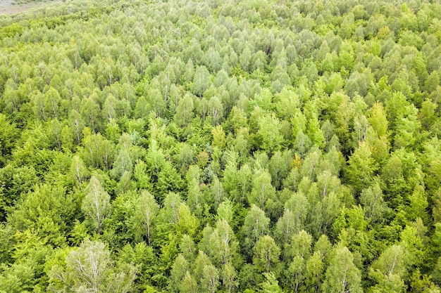 Vista aérea de uma floresta de pinheiros verdes com copas de abetos nas montanhas de verão.