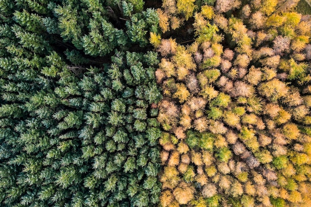 Vista aérea de uma floresta incomum dividida entre o outono e as cores verdes