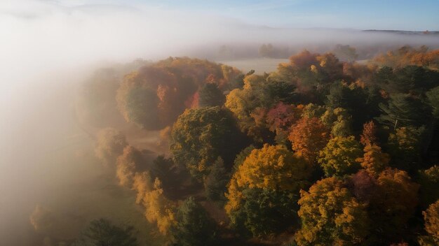 Foto vista aérea de uma floresta mista colorida envolta em névoa matinal em um belo dia de outono