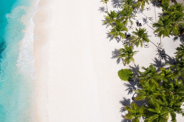 Vista aérea de uma ilha tropical com palmeiras