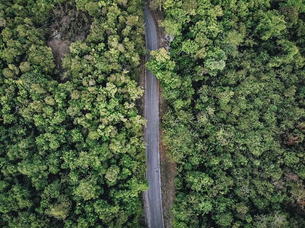 Vista aérea de uma longa estrada de asfalto reta no meio de uma densa floresta coberta de árvores altas