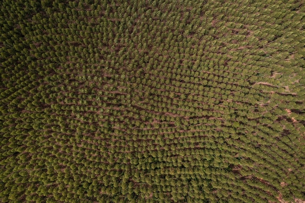 Foto vista aérea de uma plantação de eucalipto