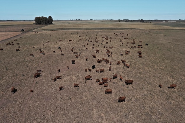 Vista aérea de uma tropa de novilhos para exportação criados com pastagens naturais