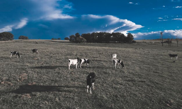 Vista aérea de uma tropa de novilhos para exportação criados em pastagens naturais no interior da Argentina