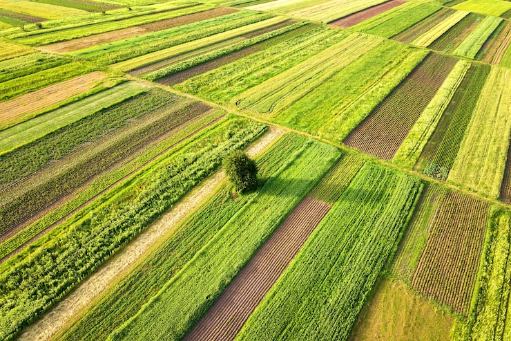 Foto vista aérea de uma única árvore crescendo solitária em campos agrícolas verdes na primavera com vegetação fresca após a temporada de semeadura em um dia quente e ensolarado.