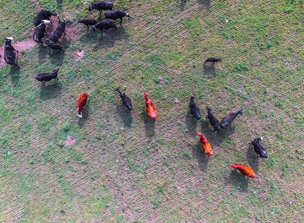 Vista aérea de vacas Buenos AiresArgentina