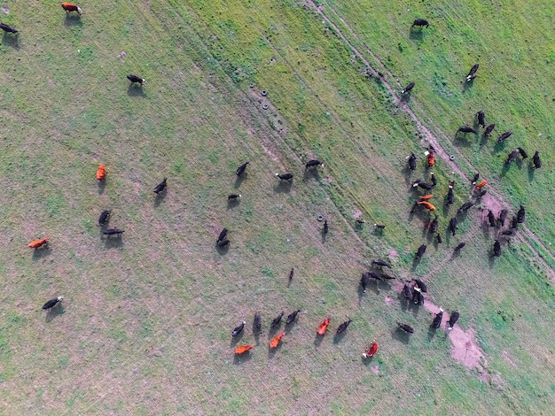 Vista aérea de vacas Buenos AiresArgentina