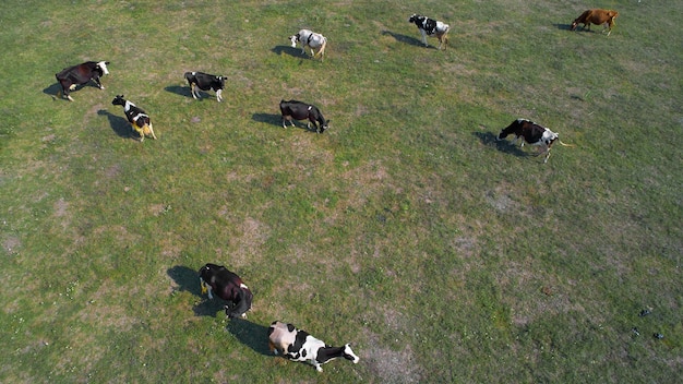 Vista aérea de vacas em pastagens verdes na Ucrânia