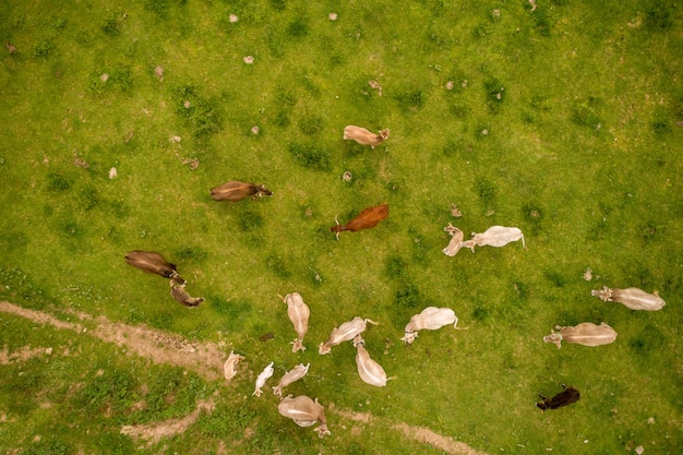 Vista aérea, de, vacas montanha