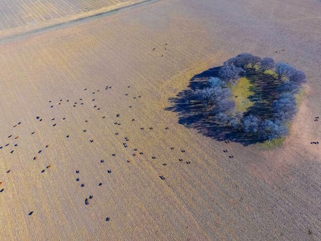 Vista aérea de vacas Pampas Argentina