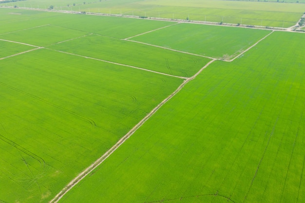 Vista aérea, de, voando, zangão, de, campo, arroz, com, paisagem