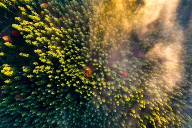 Vista aérea del denso bosque de pinos verdes con copas de abetos en las montañas de otoño.