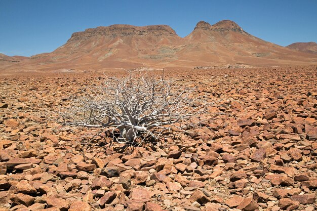 Foto vista aérea del desierto