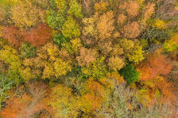 Vista aérea directamente sobre un bosque de otoño con hojas de color rojo anaranjado y verde