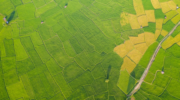 Vista aérea do arroz verde e amarelo paisagem padrão diferente