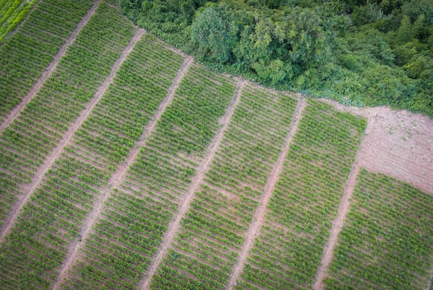 Vista aérea do campo arado fundo de fazenda agrícola de natureza verde, vista de cima da árvore de gengibre de cima das plantações em verde, vista aérea da fazenda de plantas de gengibre e colheita de raiz de gengibre na montanha