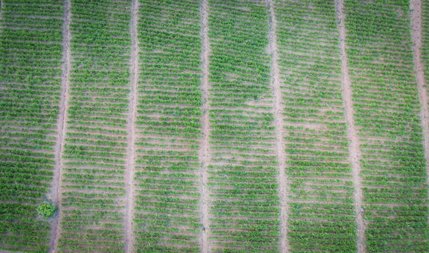 Vista aérea do campo arado fundo de fazenda agrícola de natureza verde, vista de cima da árvore de gengibre de cima das plantações em verde, vista aérea da fazenda de plantas de gengibre e colheita de raiz de gengibre na montanha