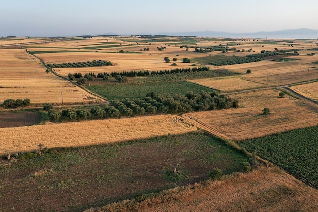 Vista aérea do campo com campo e plantação de oliveiras Chalkidiki Grécia