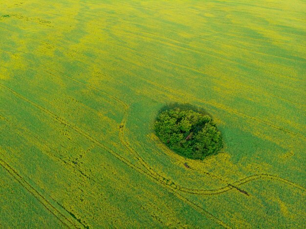 Vista aérea do campo cultivado de colza de drone pov