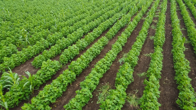 Vista aérea do campo de algodão verde