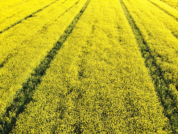 Foto vista aérea do campo de colza com flores amarelas desabrochando