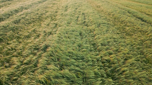 Vista aérea do campo de espigas frescas de centeio de trigo à luz da manhã