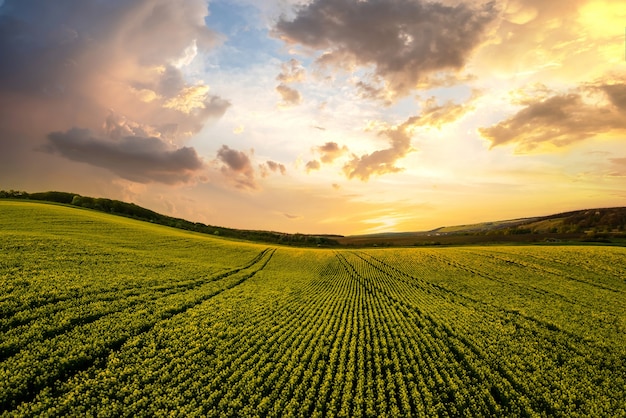 Vista aérea do campo de fazenda agrícola verde brilhante com o cultivo de plantas de colza ao pôr do sol.