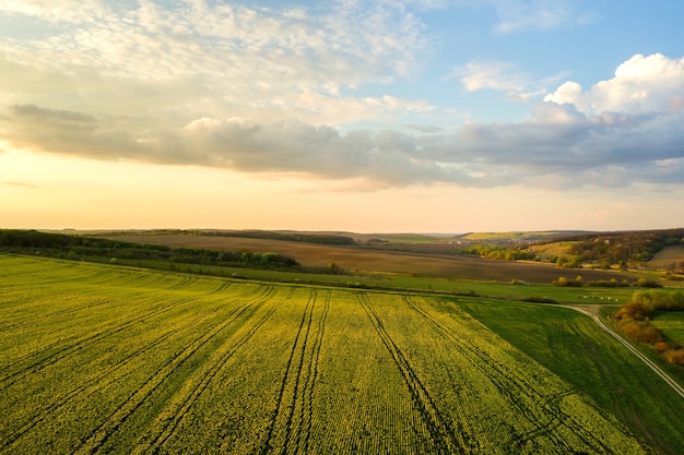Vista aérea do campo de fazenda agrícola verde brilhante com o cultivo de plantas de colza ao pôr do sol.