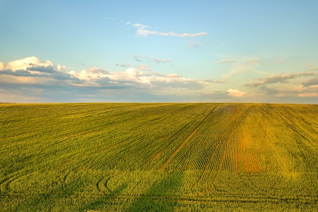 Vista aérea do campo de fazenda agrícola verde brilhante com o cultivo de plantas de colza ao pôr do sol.