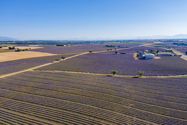 Vista aérea do campo de lavanda. Drone paisagem de campos agrícolas, incrível vista aérea