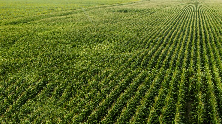 Vista aérea do campo de milho, agricultura e conceito saudável