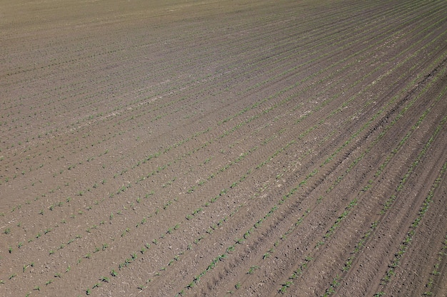 Vista aérea do campo de milho. Campo de milho de primavera vista superior.