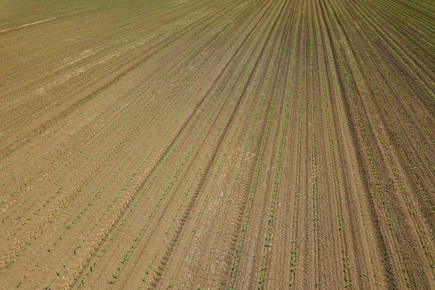 Vista aérea do campo de milho. Campo de milho de primavera vista superior.