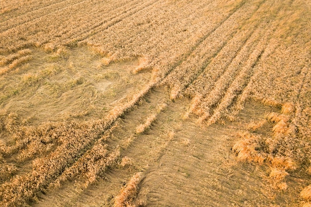 Vista aérea do campo maduro da fazenda pronto para a colheita com caído quebrado por cabeças de trigo do vento.