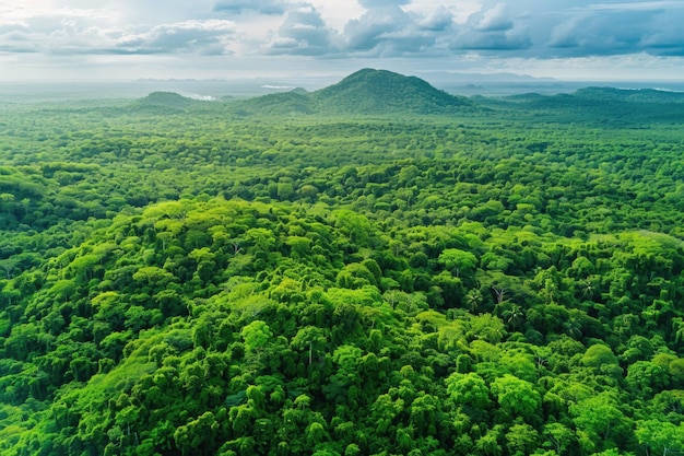 Vista aérea do conceito de conservação da natureza do ecossistema da floresta verde