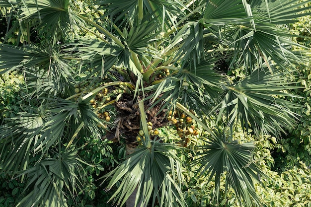Vista aérea do coqueiro Floresta tropical com coqueiros Palm cheio de cocos