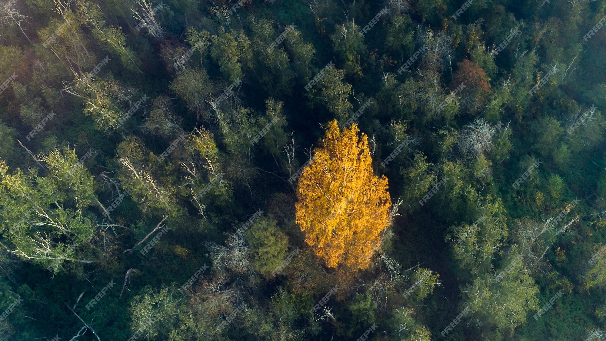 Vista Aérea Do Drone Da Floresta Do Outono, Estilo Do Anime, Foto