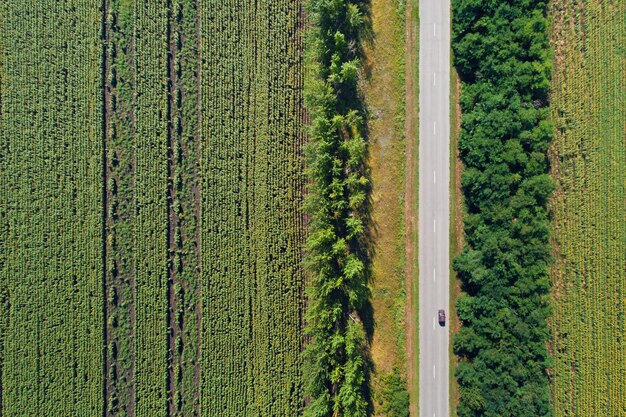 Vista aérea do drone de campos de girassol despojados divididos por bosques e uma rodovia