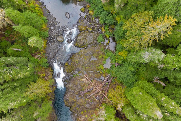 Vista aérea do drone de um rio selvagem que atravessa uma floresta