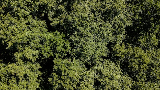 Vista aérea do drone de uma exuberante floresta verde ou floresta