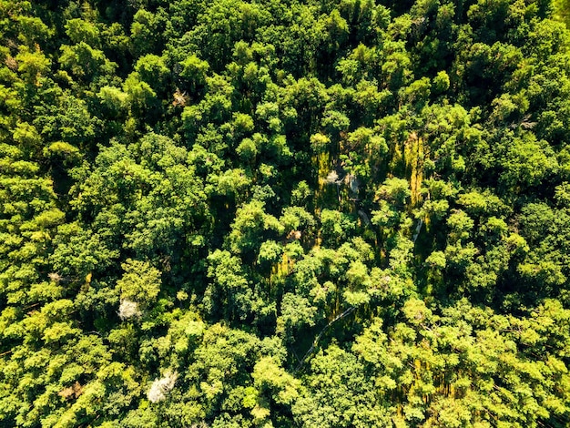 Vista aérea do drone na floresta verde de verão na manhã ensolarada. Conceito de conservação ambiental