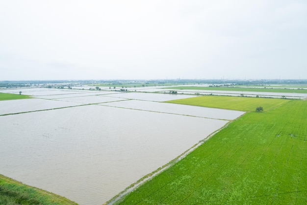 Vista aérea do drone voador de arroz de campo com padrão verde paisagem fundo da natureza vista de cima arroz de campo