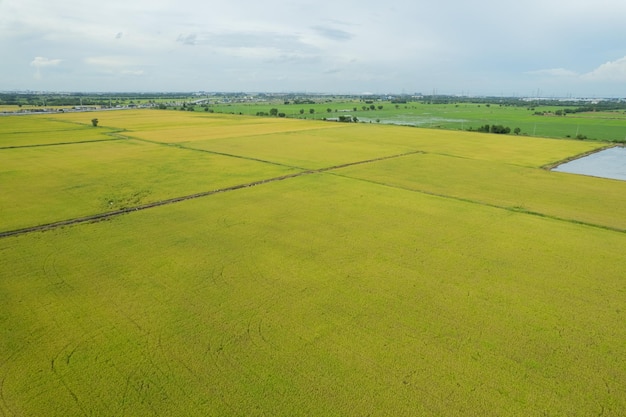 Vista aérea do drone voador de arroz de campo com padrão verde paisagem fundo da natureza vista de cima arroz de campo