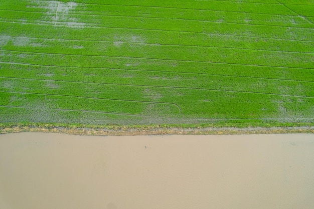 Vista aérea do drone voador de arroz de campo com padrão verde paisagem fundo da natureza vista de cima arroz de campo