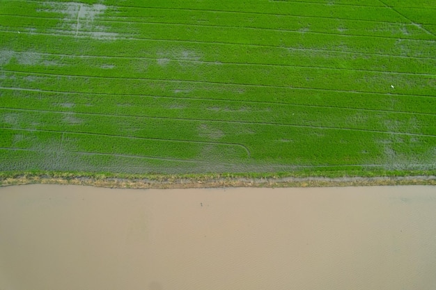 Vista aérea do drone voador de arroz de campo com padrão verde paisagem fundo da natureza vista de cima arroz de campo